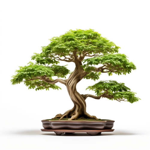 joshua_48345_product_photo_of_a_bonsai_tree_a_troical_one_like__87664eed-6fe7-4004-b807-f59d59ebd499